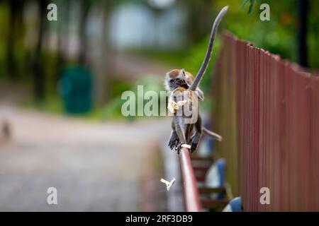 Two long-tailed macaque squabble over food on a bridge along Punggol Promenade Nature Walk, Singapore Stock Photo