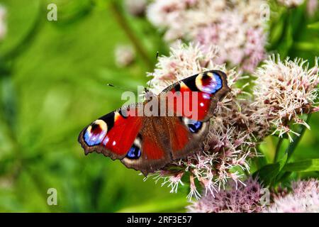 Peacock Butterfly (Inachis io) feeding on Hemp Agrimony (Eupatorium cannabinum), a plant which attracts butterflies. Stock Photo