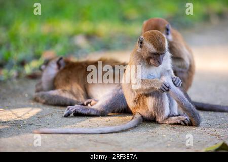 Two juvenile long-tailed macaques allogroom an adult lying on the tarmac along Punggol Promenade Nature Walk, Singapore Stock Photo