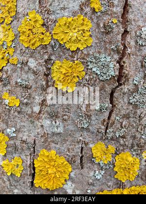 Yellow lichen on tree trunk bark background. Close-up moss texture on tree surface. Selective focus. Stock Photo