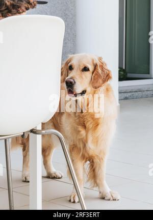 Young golden labrador retriever stay near the table and looks at how person eats. Dog waiting for food near the table Stock Photo