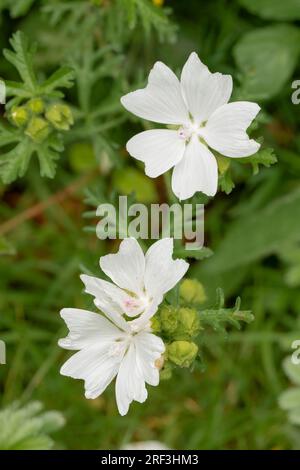 close-up of a beautiful white bloom of musk mallow (Malva moschata) flowers growing wild Stock Photo