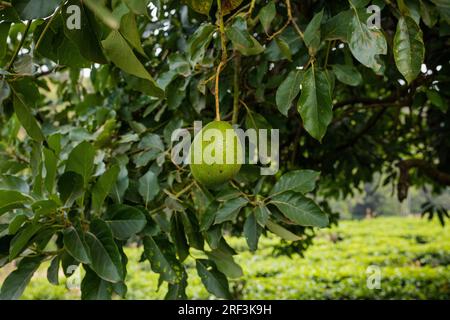 Kin Yan Avocado Kenyan Avocado farming plants trees on the farm. Hass avocado is a ...