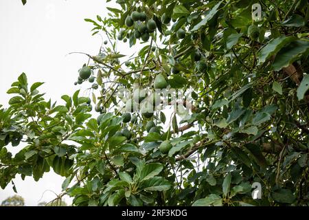 Kenyan Avocado farming plants trees on the farm. Hass avocado is a variety of avocados with green, bumpy skin. It was first grown and sold by a Southe Stock Photo