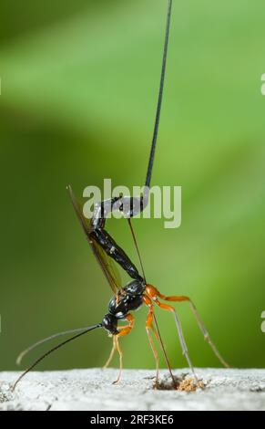 Black And Orange Female Parasitic Ichneumonid Wasp, Ephialtes manifestator, Laying Eggs Showing Long Ovipositor, New Forest, Hampshire UK Stock Photo