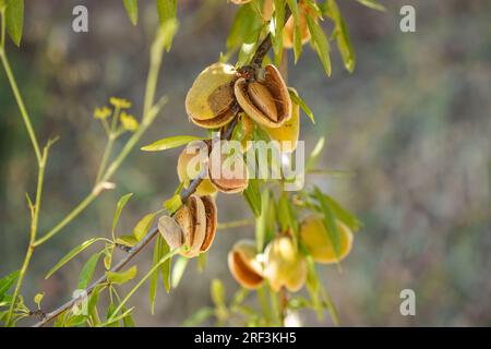 Almonds in their skin, sweet ripe almonds, nuts, ripening on tree. Stock Photo