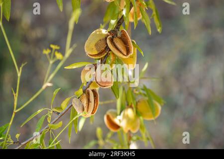 Almonds, sweet ripe almonds on a almond tree branch, Spain. Stock Photo