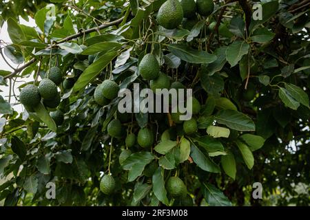 Kenyan Avocado farming plants trees on the farm. Hass avocado is a variety of avocados with green, bumpy skin. It was first grown and sold by a Southe Stock Photo