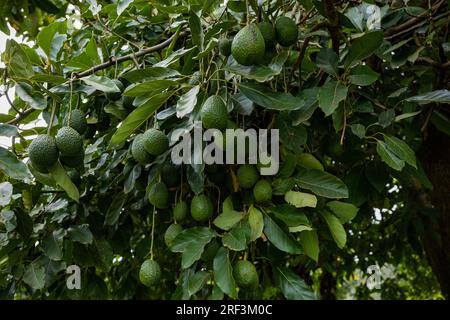 Kin Yan Avocado Kenyan Avocado farming plants trees on the farm. Hass avocado is a ...