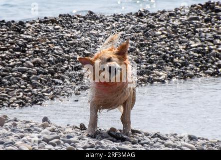 A dog shakes off the water on a beach after a swim in the sea Stock Photo