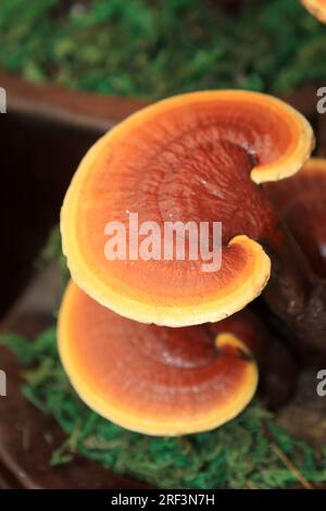 closeup of ganoderma lucidum, a kind of herbs, in a flower market Stock Photo