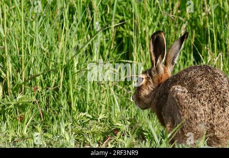 Brown hare Stock Photo