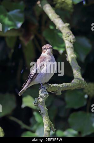 Pied Flycatcher (Ficedula hypoleuca) immature in first winter plumage, perched on branch  Eccles-on-sea, Norfolk, UK.       September Stock Photo