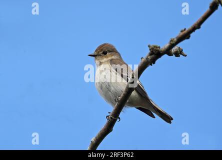 Pied Flycatcher (Ficedula hypoleuca) immature in first winter plumage, perched on branch  Eccles-on-sea, Norfolk, UK.       September Stock Photo