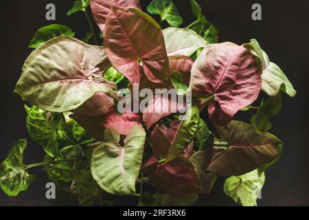 Syngonium Podophyllum Red Heart Plant with Pink Heart-Shaped Leaves over Dark Background. Beautiful Plant with Pink Coloured New Leaves that Fade when Stock Photo