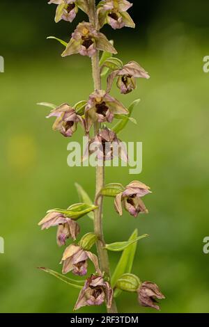 Broad Leaved Helleborine Orchid: Epipactis helleborine. Surrey, UK. Stock Photo