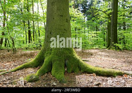 Old moss covered tree trunk and roots in a forest clearing Stock Photo