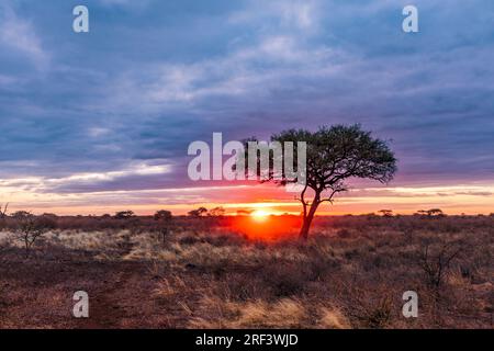 Sunset Sun downer magical Kenyan East African in Meru National Park has been very busy with tourists flocking to see the wonders of Mount Kenya. Here t Stock Photo