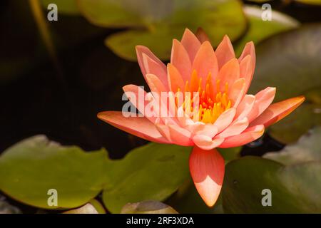Peach-colored Waterlily 10471 Stock Photo