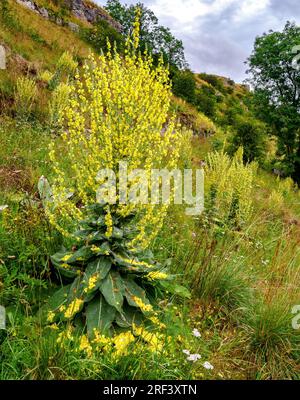 Spectacular flower spikes of Hoary Mullein Verbascum pulverulentum growing to man height in upper Lathkill Dale Derbyshire Peak District Stock Photo