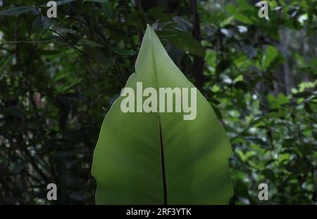 View of a large freshly growing Bird's nest fern (Asplenium Nidus) leaf in a backyard Stock Photo