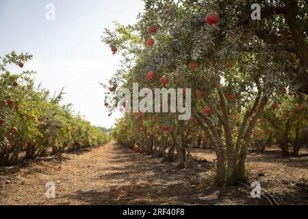 Ripe pomegranate fruits in an orchard Stock Photo