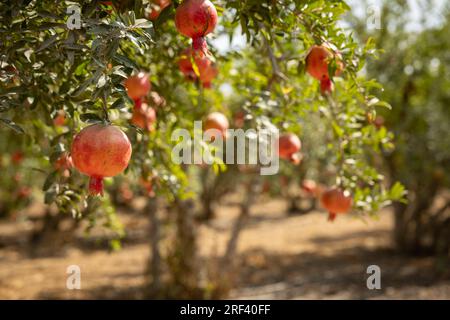 Ripe pomegranate fruits in an orchard Stock Photo