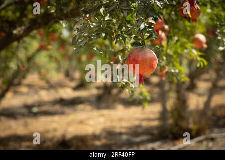 Ripe pomegranate fruits in an orchard Stock Photo