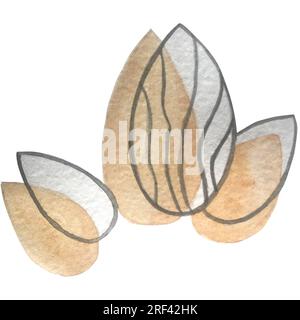 Watercolor coconut soy bean almonds goji corolla illustration Stock Photo