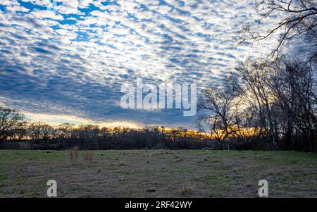Country landscape of an empty pasture with towering altocumulus clouds lit by the setting sun. Stock Photo
