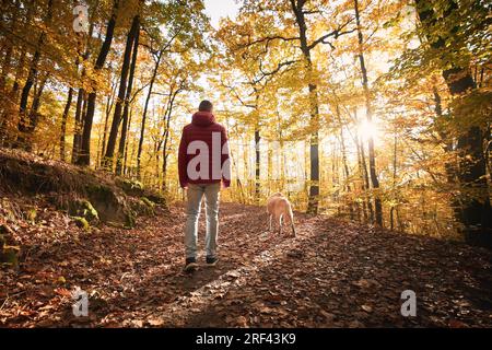 Man with dog in autumn forest on sunny day. Rear view of pet owner during walk with his yellow labrador retriever. Stock Photo