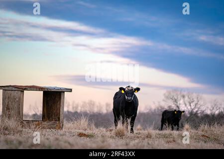 Angus crossbred heifer stands next to a wooden mineral feeder in a dormant January pasture in Alabama with another heifer in the background under a ro Stock Photo