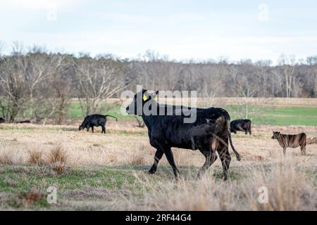 Angus crossbred heifer walks away with her ears pinned back in an early spring pasture. Stock Photo