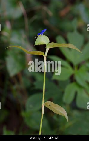 Asiatic Dayflower, Commelina communis Stock Photo