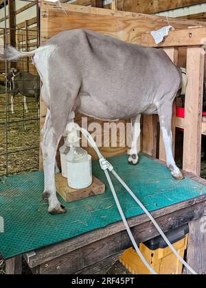 Goat getting milked by automated machine in a barn stall Stock Photo