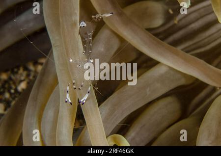 Magnificent anemone shrimp, Ancylomenes magnificus, Palaemonidae, Anilao, Batangas, Philippines, Philippine Sea, Indo-pacific Ocean, Asia Stock Photo