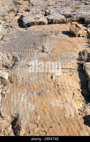 Ripple marks are sedimentary structures that indicate agitation by water. This photo was taken in Isona, Lleida, Catalonia, Spain. Stock Photo