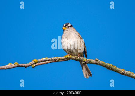 A White-crowned Sparrow perched on a tree branch with a clear blue sky Stock Photo