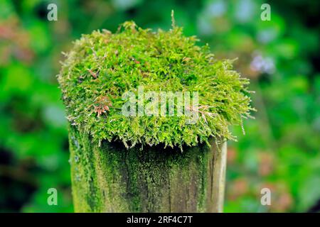 Green moss on a fence post, Cardiff, South Wales. August 2023. Summer Stock Photo