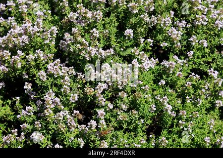 Common Thyme - Thymus Vulgaris - plants in flower with label. Cowbridge Physic Garden, near Cardiff, South Wales. August 2023. Summer Stock Photo