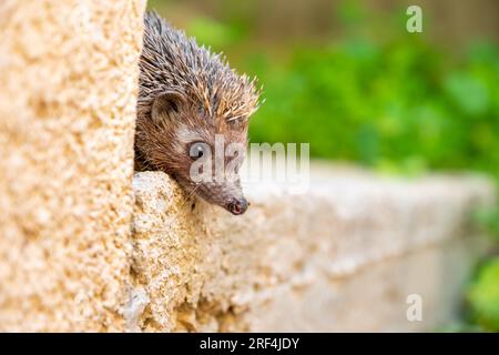 Hedgehog enjoying his life in different ways Stock Photo