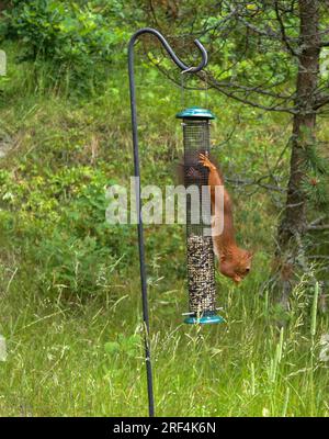 a squirrel eats seeds from a bird feeder Stock Photo