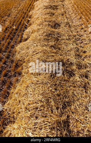 agricultural field with prickly straw from wheat, the grain from which was collected for food, wheat field on a Sunny summer day Stock Photo