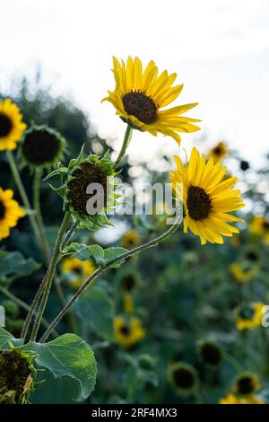 Sunflower plant with new & old flowers looks beautiful against a bright sky & green field. Text space at topas you see tall blossoms of yellow petals, Stock Photo