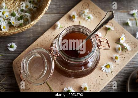 Herbal syrup against cough made of fresh common daisy flowers Stock Photo