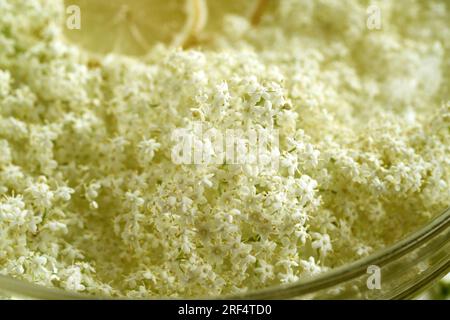 Closeup of fresh elderberry flowers harvested in spring - prepration of herbal syrup Stock Photo