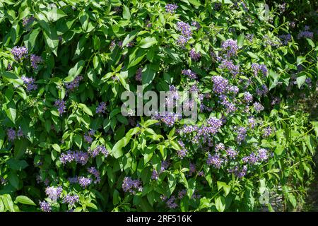 Close up of Chilean nightshade (solanum crispum) flowers in bloom Stock Photo