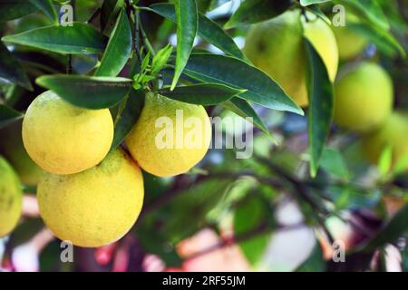 Lemons on a tree Stock Photo