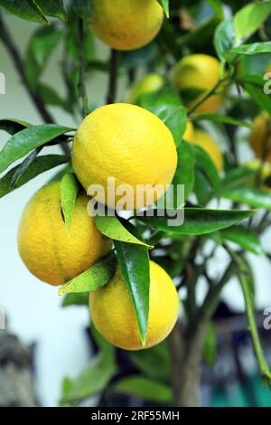 Lemons on a tree Stock Photo