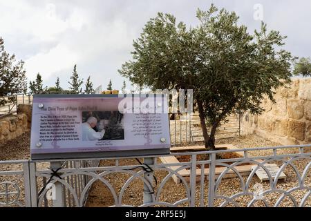 Mount Nebo, Madaba, Jordan : (the olive tree op pope John Paul 2) Christian history in the Middle East Stock Photo